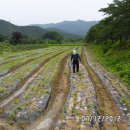 김수창농장 Daum카페