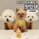 중앙동245 | [맛있댕] 안산강아지케이크 주문제작 후기 애견동반 원데이클래스도 가능