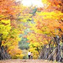 마로니에길 이미지