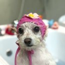 쌍금이네 이미지