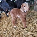 아벨농장 이미지