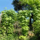 음나무 (식물) [Kalopanax pictus, 엄나무]: 엄나무라고도 함. 이미지