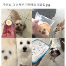 진짜 이미지
