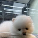 수원강아지분양 드림독 안심분양센터 수원점 이미지