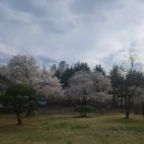 시청별관앞 꽃보라동산 | [대구벚꽃명소] 꽃보라동산 | 실시간 (feat. 주차장)