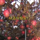 은풍골단샘사과