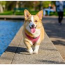 Wales Dog(웨일스 독) | 영국왕실견 웰시코기 특징(종류, 역사, 수명, 털빠짐, 성격, 엉덩이)