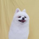 부티크멍 애견미용실 이미지
