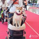 다온펫 | 2025 일산 케이펫페어 첫날 방문 후기｜현장 분위기 &amp; 득템한 제품 총정리