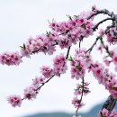 복사꽃 이미지
