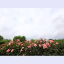 곡성-097 티스토리