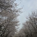 4월10일(수) 남산 벚꽃길 산책(하루시작) 이미지