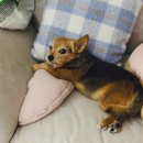 센트럴 펫살롱 이미지