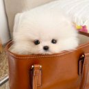 유앤미펫 강아지분양 고양이분양 위례점 이미지