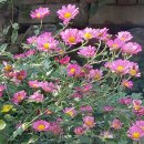 메리골드 이미지