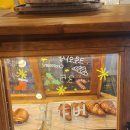 힐링애견 이미지