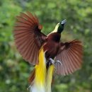 【극락조'(Birds-of-paradise Paradisaea apoda)】 「이 새는 아마 천국의 새일 거야.」 이미지