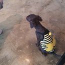 별빛애견 이미지