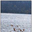 수변공원 | 경기 성남 대왕저수지 수변공원 감상 후기