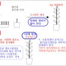 최상의 번식기술(삽목기술, 줄기배양 기술) ■ 혁신,완결편 ■ 이미지