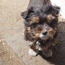 엘림카센타 이미지