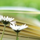 숨겨진 역사, 가야 이미지