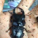 광명사슴농장 이미지