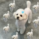 븜프그루밍 이미지