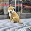 플레이독 이미지