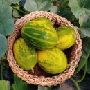 화니농장 이미지