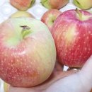 선홍농장 이미지