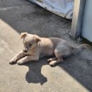 이팝나무 펜션 | [거창 펜션] '덕유공방펜션' 나무공방과 함께 운영되는 펜션! 101호 이팝나무 4박 5일 숙박후기