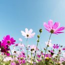 코스모스디자인 이미지