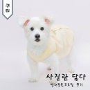 경기중앙동물약품 | 구리 사진관 반려동물 프로필 사진관담다 비용 및 촬영 후기