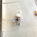 멍동이네 네이버블로그