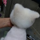 헬로도그맘 이미지