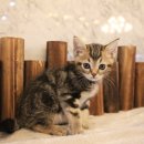 도그마루 강아지 고양이 울산점 이미지