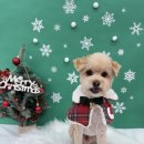 댕복한하루 이미지