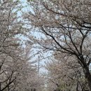 하방지천 이미지