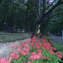 [2차]명품길 걷기 안내! 10월 9일(일요일) 전남 함양,불갑사,용천사 꽃무릇 꽃축제 + 천혜의 꽃길 답사! 이미지