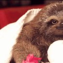 나무늘보 이미지