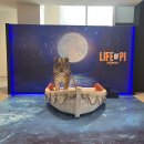 방구석1열 인형극장 | [공지] 라이프오브파이 박강현 GS아트센터 1층 1열 좌석 시야 추천 후기 가는법