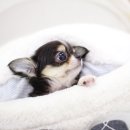 퍼피퍼피(puppy puppy) 이미지