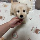퍼피댕 강아지분양 안심분양소 청주점 말티푸미니비숑토이푸들 | 청주강아지분양 골든두들