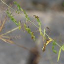 미국잔디갈고리 Desmodium paniculatum (L.)DC. 열매. 종자 이미지