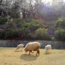 수민목장 이미지