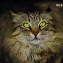 시화종합동물병원 네이버블로그