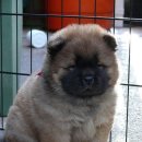 똥강아지 이미지