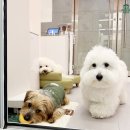 애견호텔 | 대구애견호텔 후기 재방문이 말해주는 수성구 프라이빗 애견호텔 타임24 케어차이