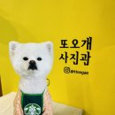 또오개 이미지